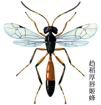 何锦櫶个人简历